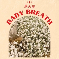 Baby Breath 